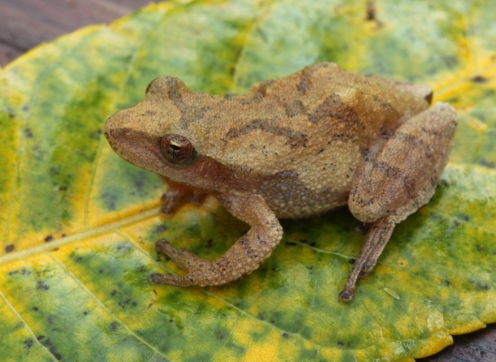 Spring Peeper